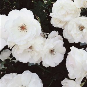 Meet your Posher, Samiha